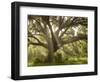 Beautiful Southern Live Oak tree, Flordia-Maresa Pryor-Framed Photographic Print