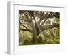 Beautiful Southern Live Oak tree, Flordia-Maresa Pryor-Framed Photographic Print