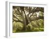 Beautiful Southern Live Oak tree, Flordia-Maresa Pryor-Framed Premium Photographic Print