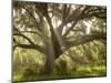 Beautiful Southern Live Oak tree, Flordia-Maresa Pryor-Mounted Premium Photographic Print