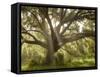 Beautiful Southern Live Oak tree, Flordia-Maresa Pryor-Framed Stretched Canvas