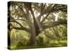 Beautiful Southern Live Oak tree, Flordia-Maresa Pryor-Stretched Canvas