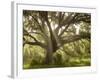 Beautiful Southern Live Oak tree, Flordia-Maresa Pryor-Framed Photographic Print