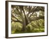 Beautiful Southern Live Oak tree, Flordia-Maresa Pryor-Framed Photographic Print