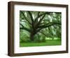 Beautiful Southern Live Oak tree, Flordia-Maresa Pryor-Framed Photographic Print