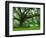 Beautiful Southern Live Oak tree, Flordia-Maresa Pryor-Framed Photographic Print