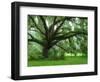 Beautiful Southern Live Oak tree, Flordia-Maresa Pryor-Framed Photographic Print