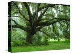 Beautiful Southern Live Oak tree, Flordia-Maresa Pryor-Stretched Canvas