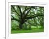 Beautiful Southern Live Oak tree, Flordia-Maresa Pryor-Framed Photographic Print