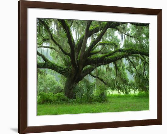 Beautiful Southern Live Oak tree, Flordia-Maresa Pryor-Framed Photographic Print