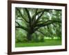 Beautiful Southern Live Oak tree, Flordia-Maresa Pryor-Framed Photographic Print