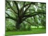 Beautiful Southern Live Oak tree, Flordia-Maresa Pryor-Mounted Photographic Print