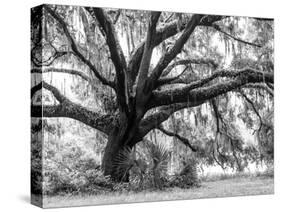 Beautiful Southern Live Oak tree, Flordia-Maresa Pryor-Stretched Canvas