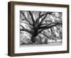 Beautiful Southern Live Oak tree, Flordia-Maresa Pryor-Framed Photographic Print