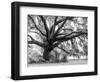 Beautiful Southern Live Oak tree, Flordia-Maresa Pryor-Framed Photographic Print