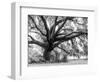 Beautiful Southern Live Oak tree, Flordia-Maresa Pryor-Framed Photographic Print