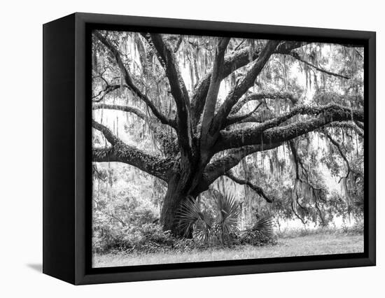 Beautiful Southern Live Oak tree, Flordia-Maresa Pryor-Framed Stretched Canvas