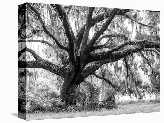 Beautiful Southern Live Oak tree, Flordia-Maresa Pryor-Stretched Canvas