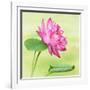 Beautiful Specimen of a Lotus Flower Nelumbo Elite Red with Open and Curled Leaf-Anyka-Framed Art Print