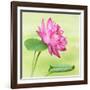 Beautiful Specimen of a Lotus Flower Nelumbo Elite Red with Open and Curled Leaf-Anyka-Framed Art Print