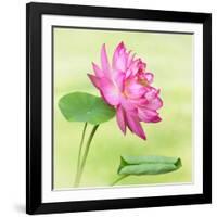 Beautiful Specimen of a Lotus Flower Nelumbo Elite Red with Open and Curled Leaf-Anyka-Framed Art Print