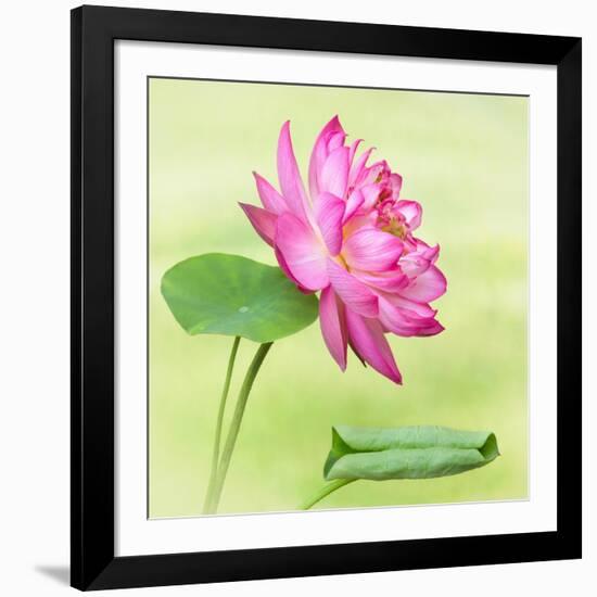 Beautiful Specimen of a Lotus Flower Nelumbo Elite Red with Open and Curled Leaf-Anyka-Framed Art Print