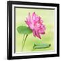 Beautiful Specimen of a Lotus Flower Nelumbo Elite Red with Open and Curled Leaf-Anyka-Framed Art Print