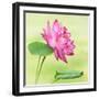 Beautiful Specimen of a Lotus Flower Nelumbo Elite Red with Open and Curled Leaf-Anyka-Framed Art Print