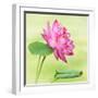 Beautiful Specimen of a Lotus Flower Nelumbo Elite Red with Open and Curled Leaf-Anyka-Framed Art Print