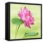 Beautiful Specimen of a Lotus Flower Nelumbo Elite Red with Open and Curled Leaf-Anyka-Framed Stretched Canvas