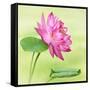 Beautiful Specimen of a Lotus Flower Nelumbo Elite Red with Open and Curled Leaf-Anyka-Framed Stretched Canvas