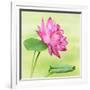 Beautiful Specimen of a Lotus Flower Nelumbo Elite Red with Open and Curled Leaf-Anyka-Framed Art Print