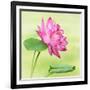Beautiful Specimen of a Lotus Flower Nelumbo Elite Red with Open and Curled Leaf-Anyka-Framed Art Print