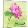 Beautiful Specimen of a Lotus Flower Nelumbo Elite Red with Open and Curled Leaf-Anyka-Mounted Art Print