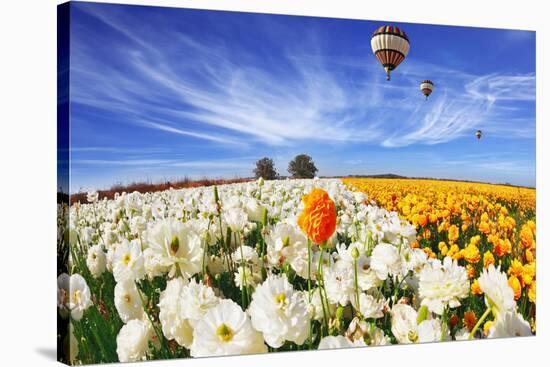 Beautiful Spring Weather, Beautiful Big Balloon Flies over the Field. the Huge Field of White and O-kavram-Stretched Canvas