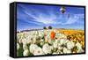 Beautiful Spring Weather, Beautiful Big Balloon Flies over the Field. the Huge Field of White and O-kavram-Framed Stretched Canvas