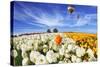 Beautiful Spring Weather, Beautiful Big Balloon Flies over the Field. the Huge Field of White and O-kavram-Stretched Canvas