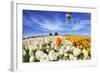 Beautiful Spring Weather, Beautiful Big Balloon Flies over the Field. the Huge Field of White and O-kavram-Framed Photographic Print