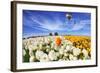 Beautiful Spring Weather, Beautiful Big Balloon Flies over the Field. the Huge Field of White and O-kavram-Framed Photographic Print