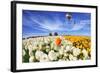 Beautiful Spring Weather, Beautiful Big Balloon Flies over the Field. the Huge Field of White and O-kavram-Framed Photographic Print