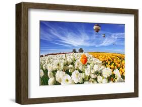 Beautiful Spring Weather, Beautiful Big Balloon Flies over the Field. the Huge Field of White and O-kavram-Framed Photographic Print