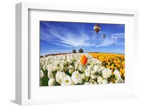 Beautiful Spring Weather, Beautiful Big Balloon Flies over the Field. the Huge Field of White and O-kavram-Framed Photographic Print