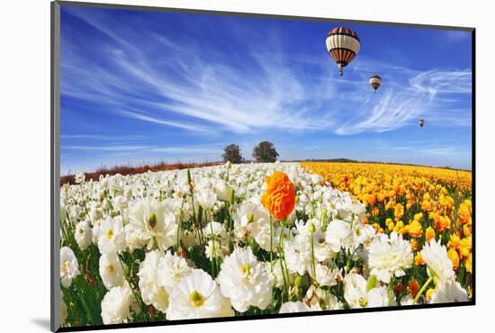 Beautiful Spring Weather, Beautiful Big Balloon Flies over the Field. the Huge Field of White and O-kavram-Mounted Photographic Print