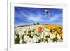 Beautiful Spring Weather, Beautiful Big Balloon Flies over the Field. the Huge Field of White and O-kavram-Framed Photographic Print