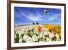 Beautiful Spring Weather, Beautiful Big Balloon Flies over the Field. the Huge Field of White and O-kavram-Framed Photographic Print