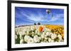 Beautiful Spring Weather, Beautiful Big Balloon Flies over the Field. the Huge Field of White and O-kavram-Framed Photographic Print