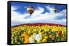 Beautiful Spring Weather, Two Beautiful Big Balloons Flying over the Field. the Huge Field of White-kavram-Framed Stretched Canvas