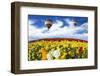 Beautiful Spring Weather, Two Beautiful Big Balloons Flying over the Field. the Huge Field of White-kavram-Framed Photographic Print