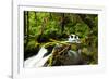 Beautiful stream in the lush Tongass National Forest, Alaska-Mark A Johnson-Framed Photographic Print