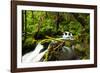 Beautiful stream in the lush Tongass National Forest, Alaska-Mark A Johnson-Framed Photographic Print